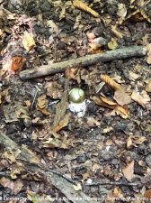 20200928-Jak_przetrwac_w_lesie-zajecia-06