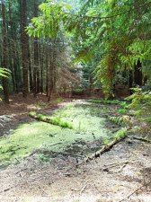 20220531-0603-Ocypel-1c-08