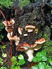 20250422-Swiatowy_Dzien_Ziemi-03