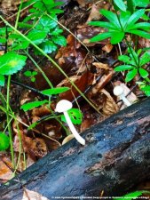 20250422-Swiatowy_Dzien_Ziemi-05