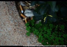 20250422-Swiatowy_Dzien_Ziemi-07