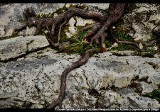 20250422-Swiatowy_Dzien_Ziemi-10